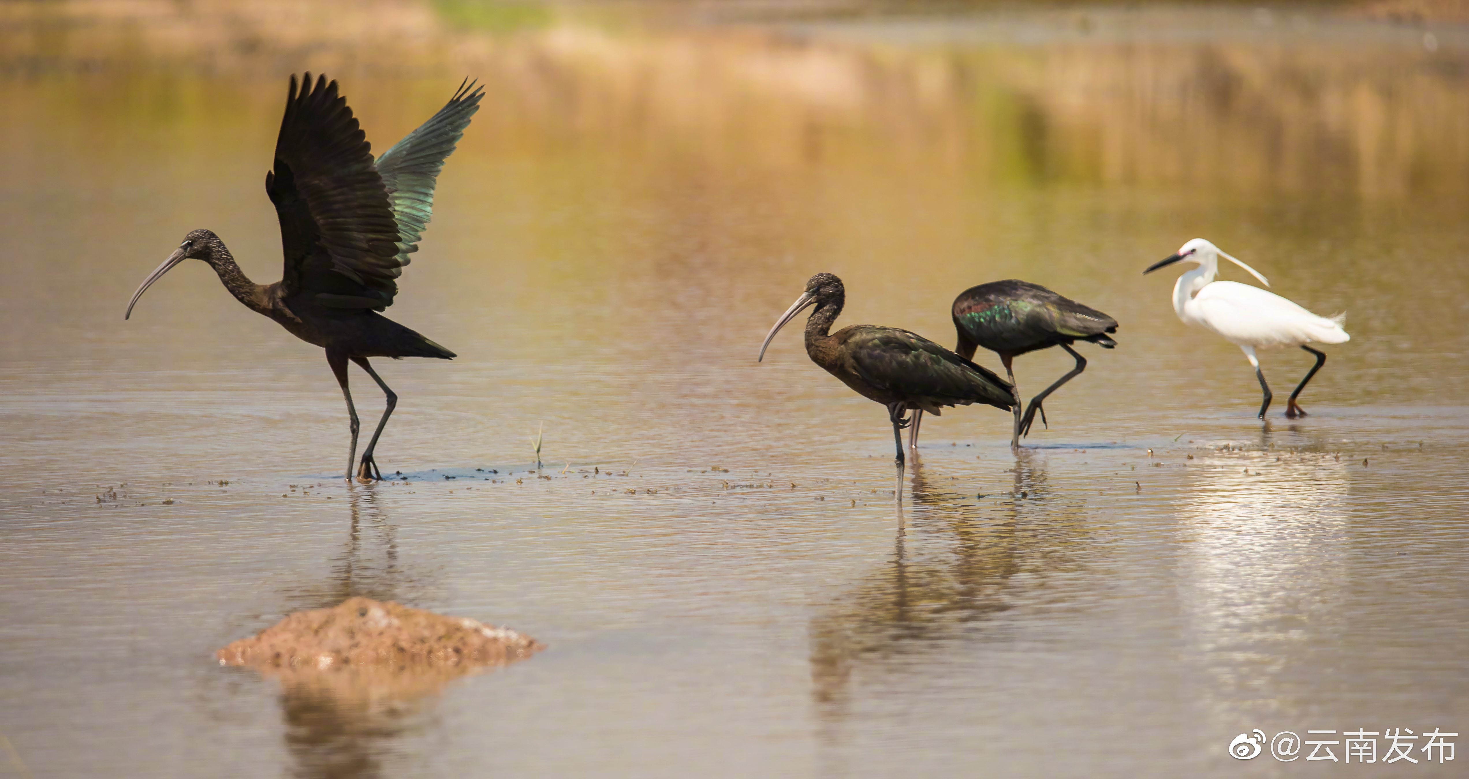 “云南发布”微博