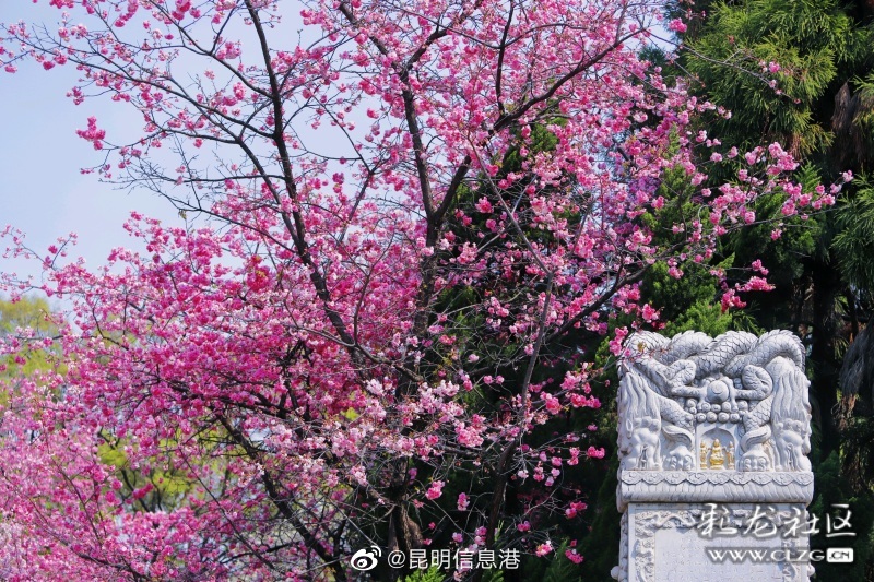 昆明信息港（微博）