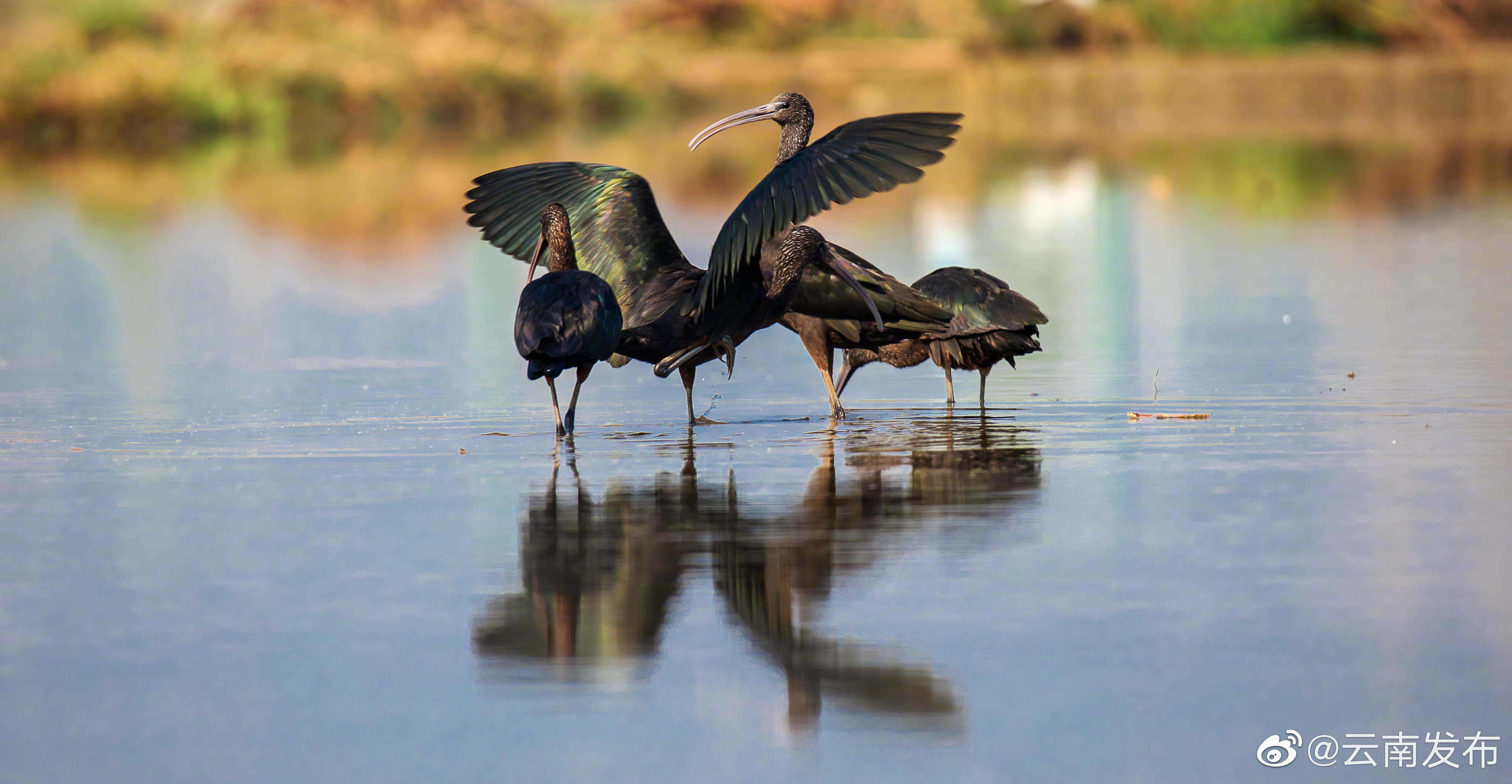 “云南发布”微博