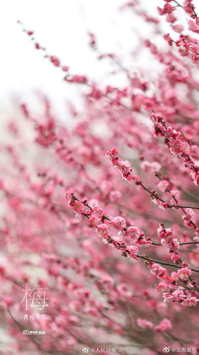 “云南发布”微博