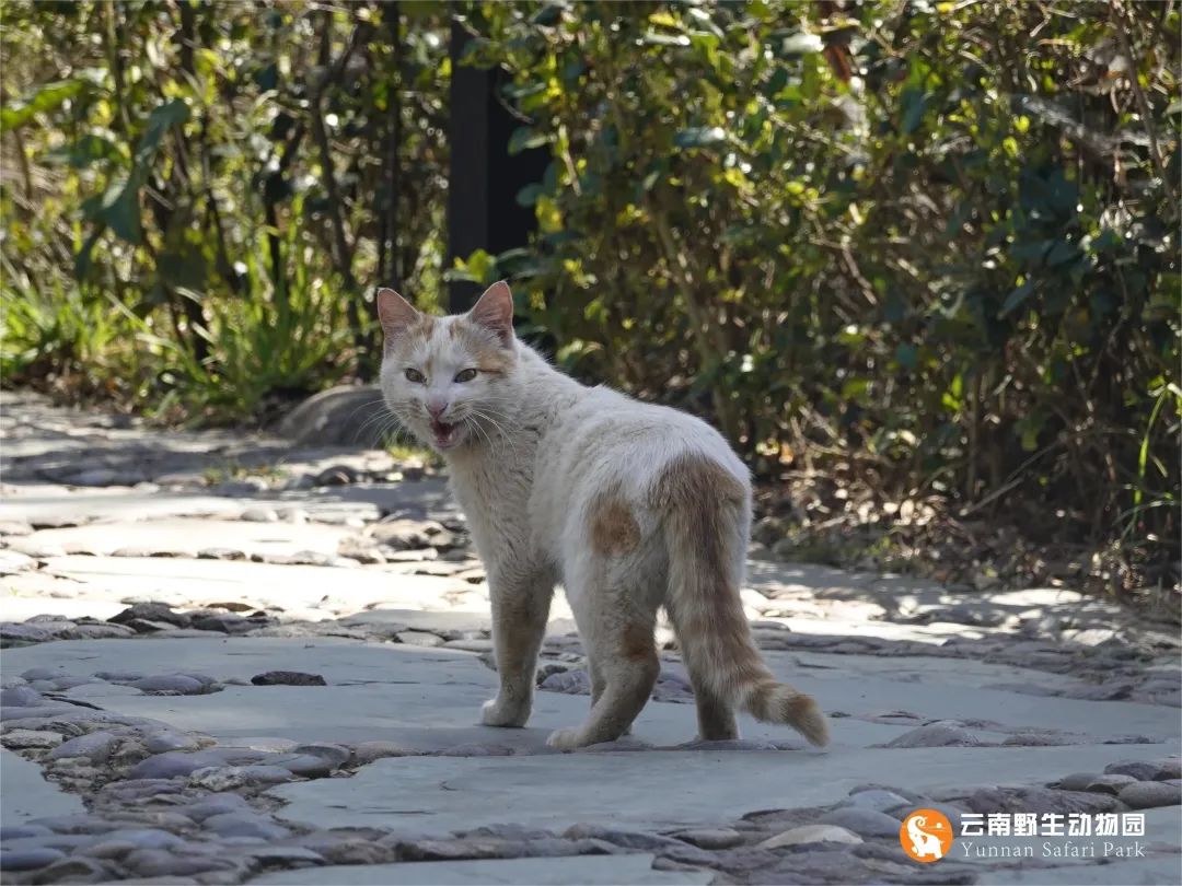 云南野生动物园