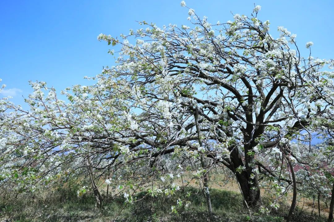 一部手机游云南