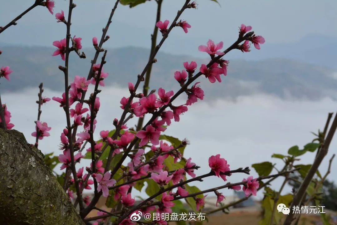昆明盘龙发布