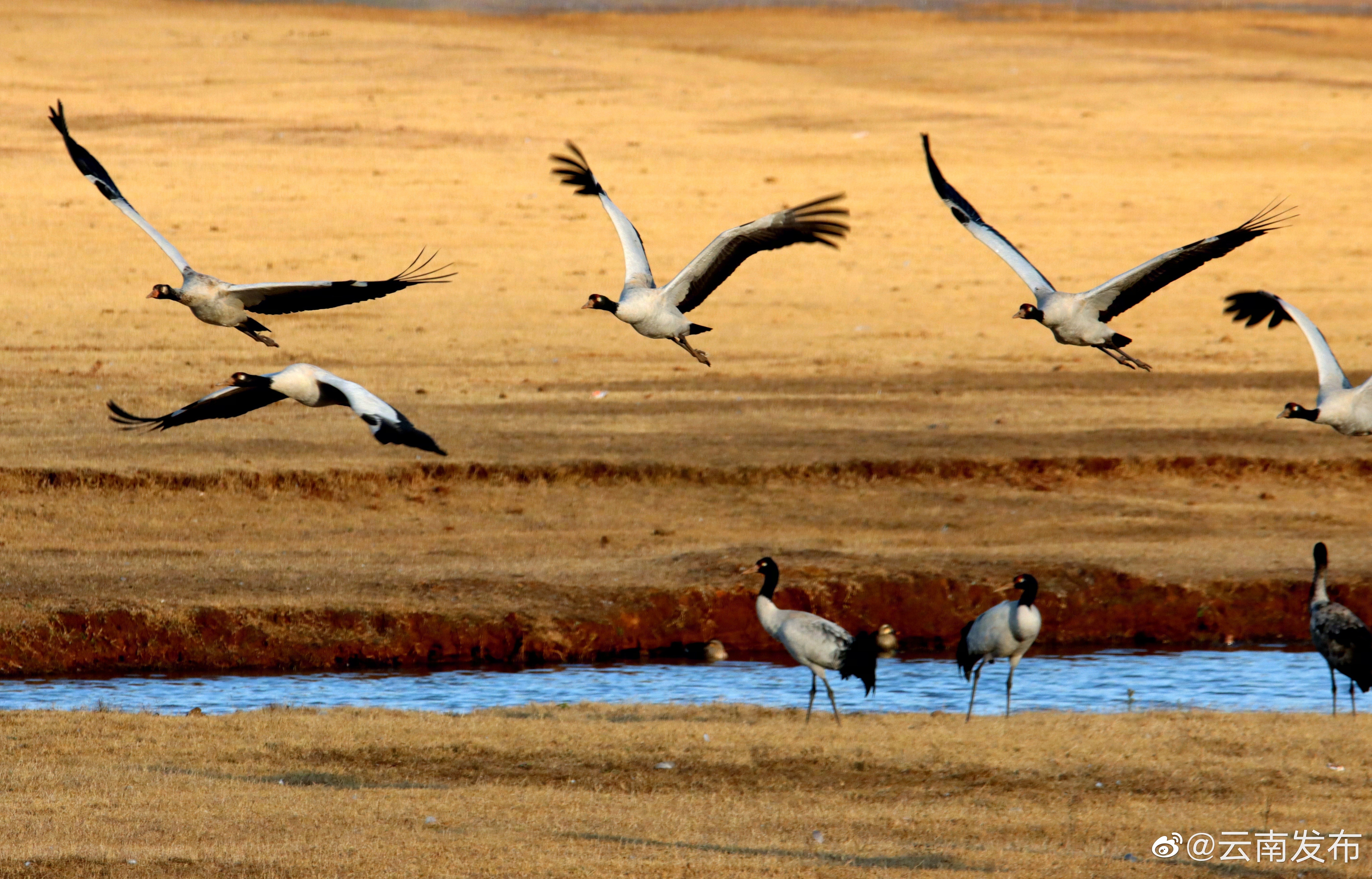 “云南发布”微博