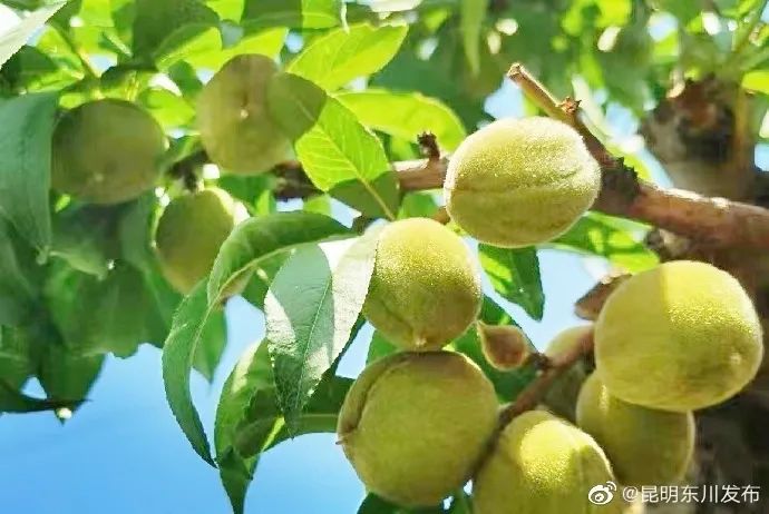 昆明市农业农村局