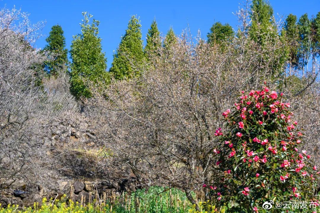 “云南发布”微博