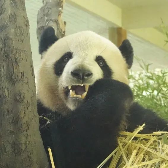 云南野生动物园