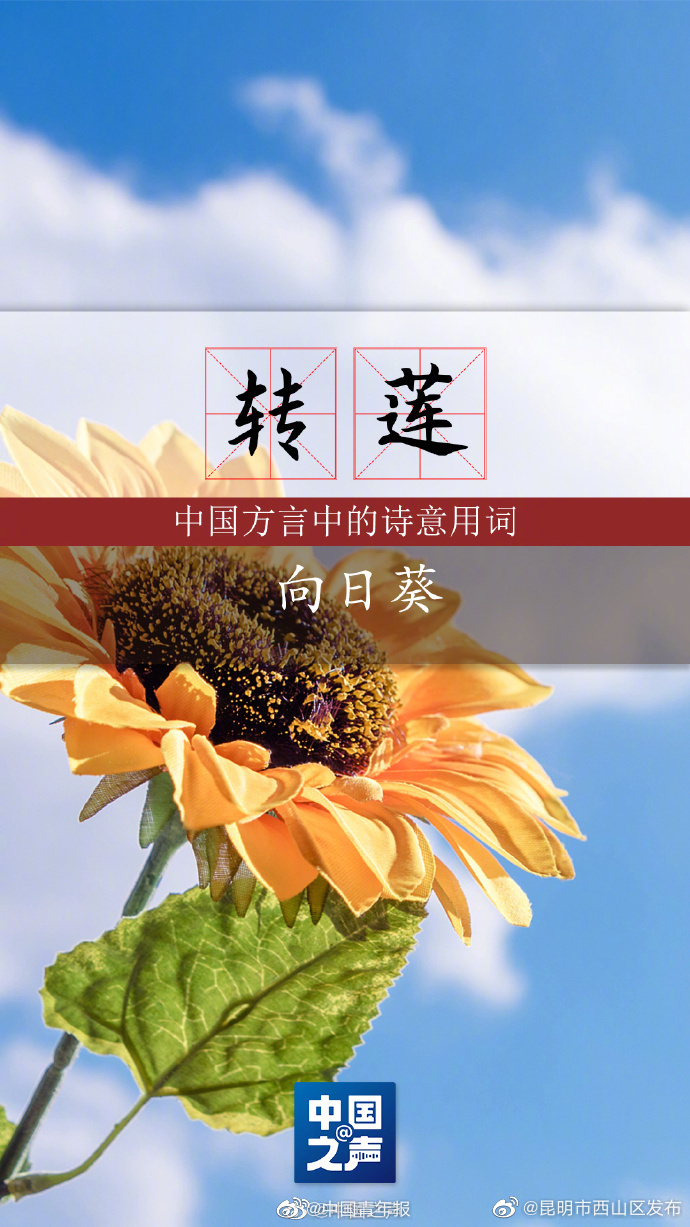 昆明市西山区发布