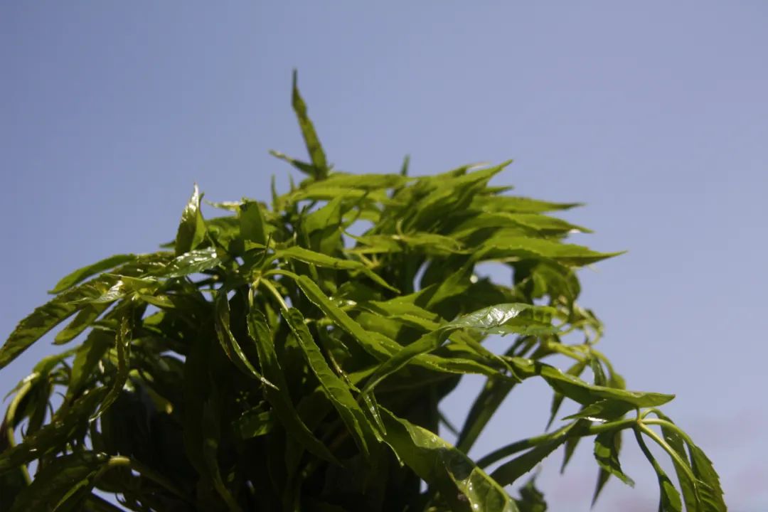普洱日报