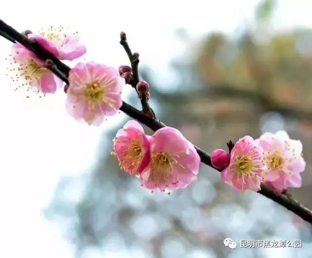 昆明市黑龙潭公园