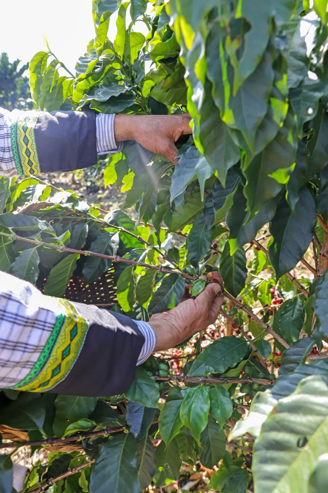 一部手机游云南