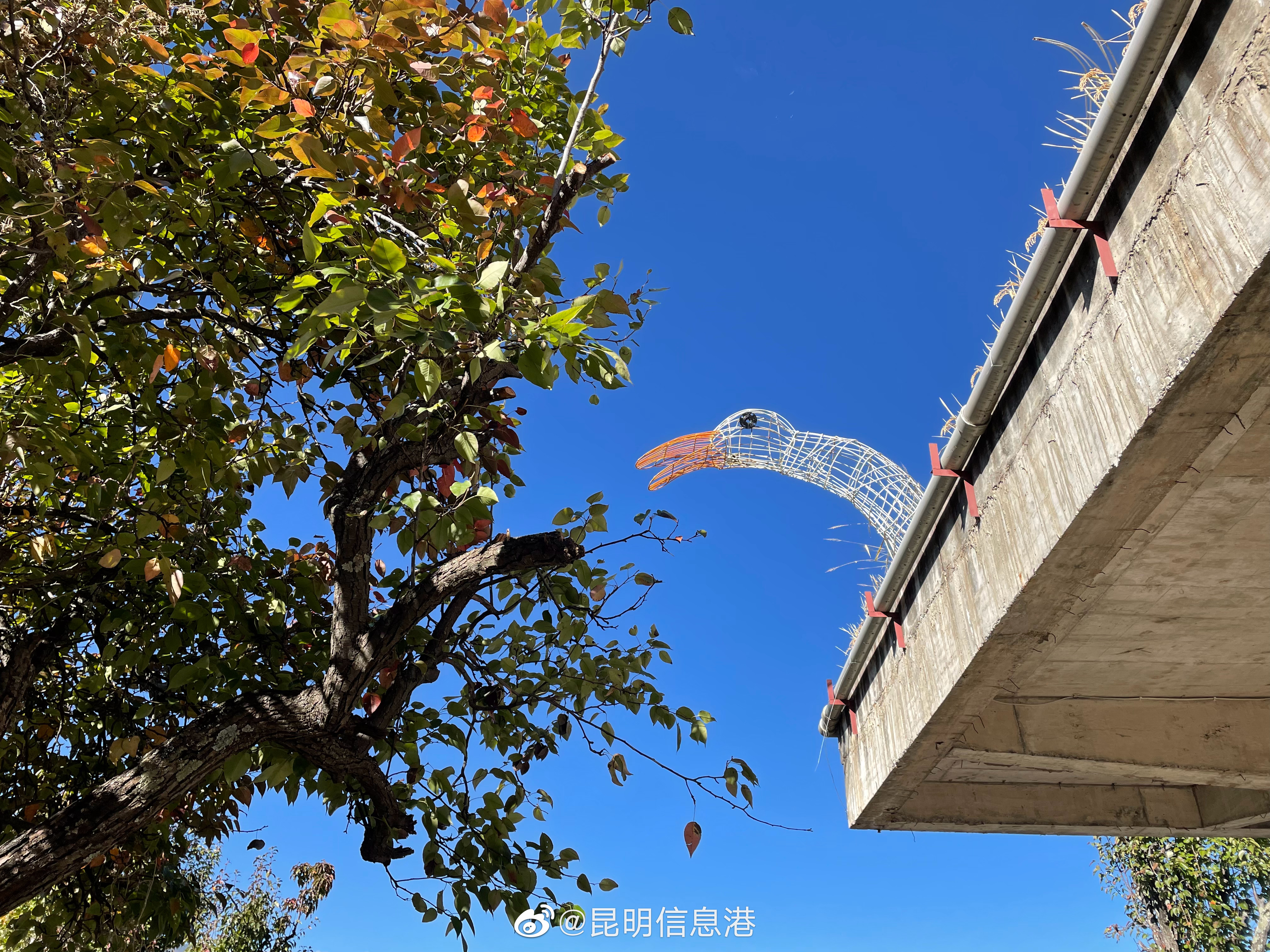 昆明信息港（微博）