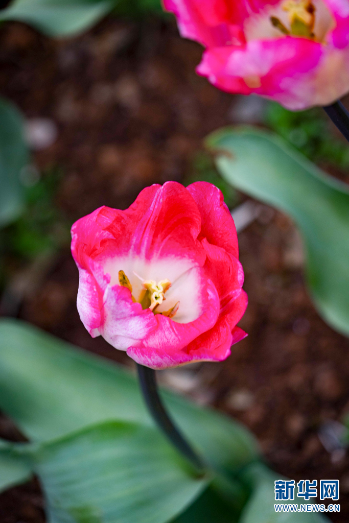 云南省文化和旅游厅