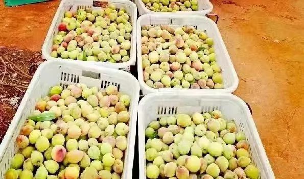 昆明市农业农村局