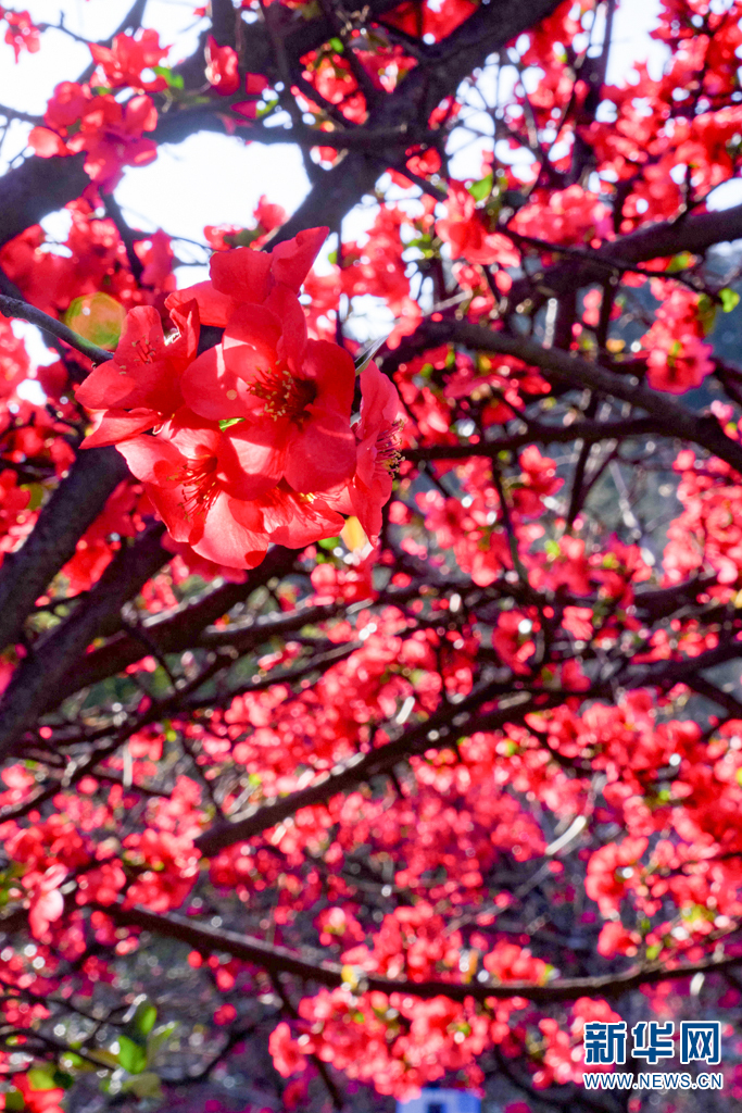 云南省文化和旅游厅