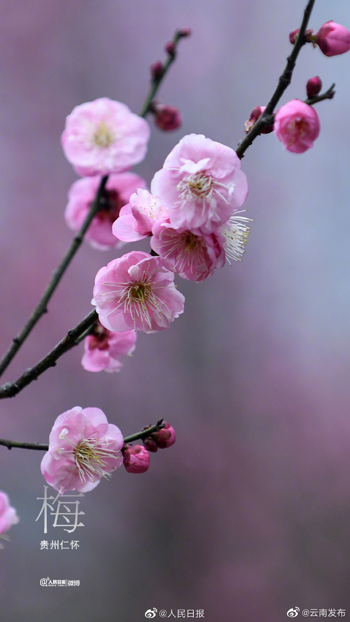 “云南发布”微博