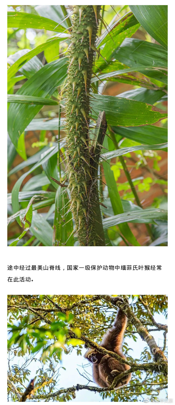腾冲文旅微博