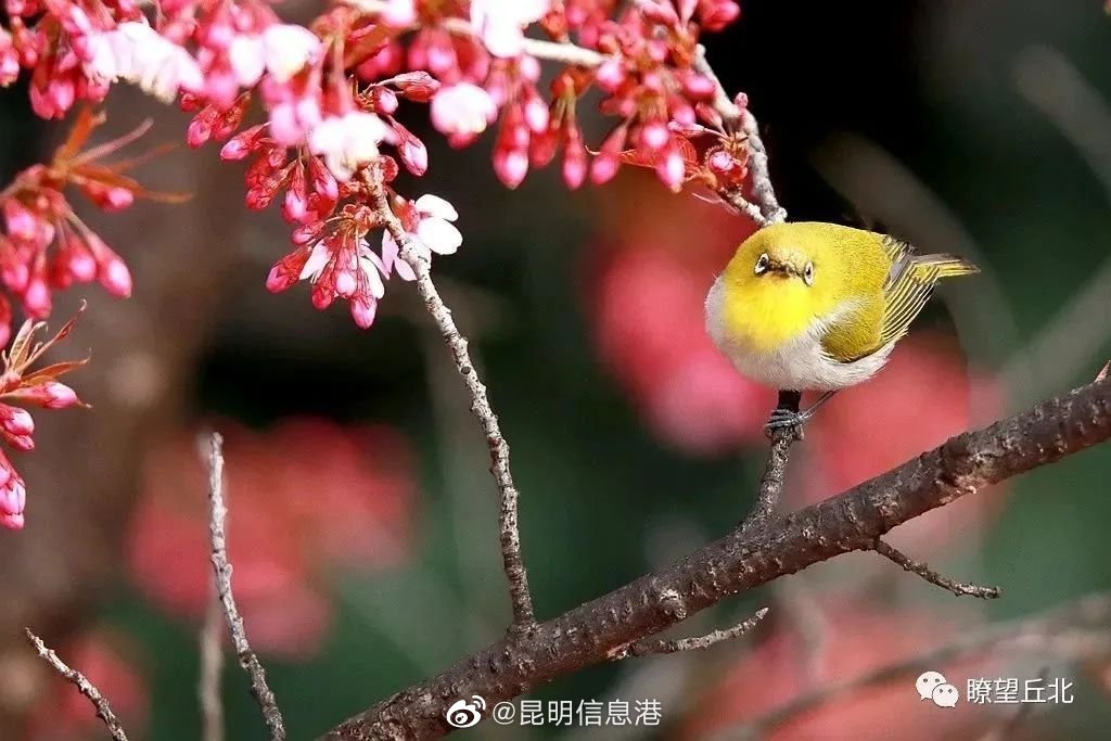 昆明信息港（微博）