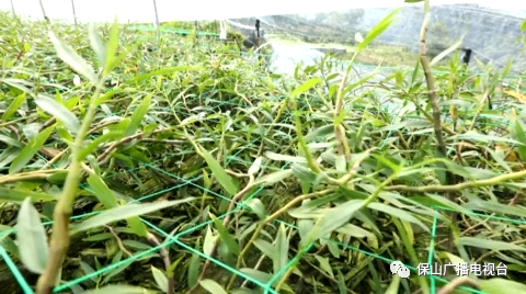 保山广播电视台