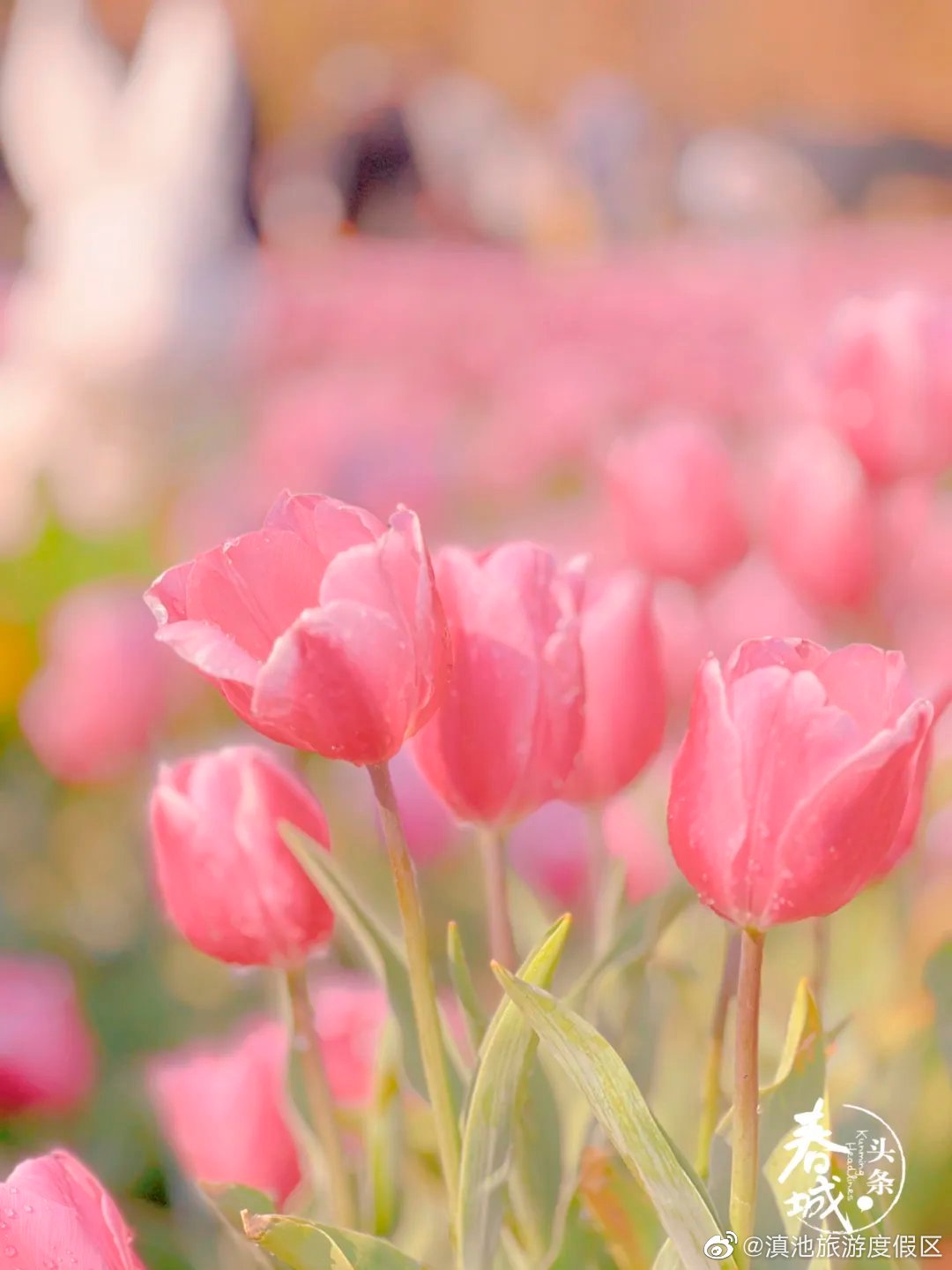 滇池旅游度假区