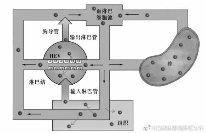 细胞科普：如何理解干细胞的归巢性