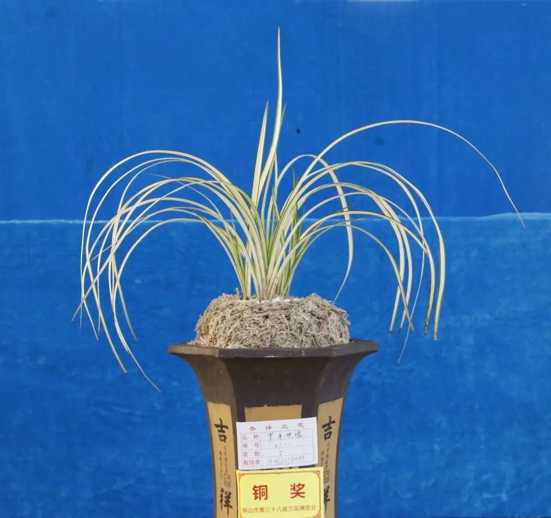保山新闻网