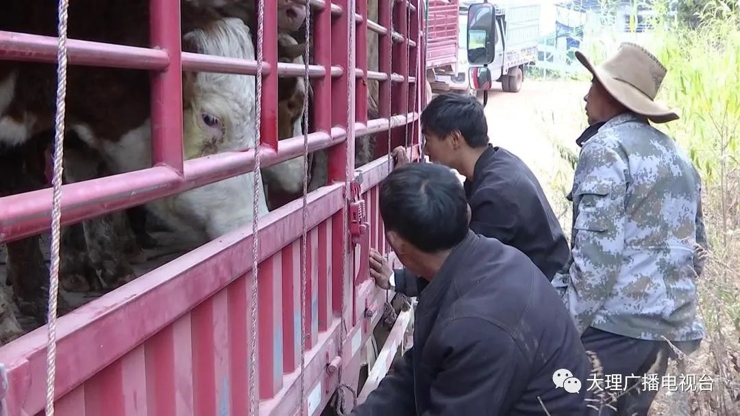 大理电视台