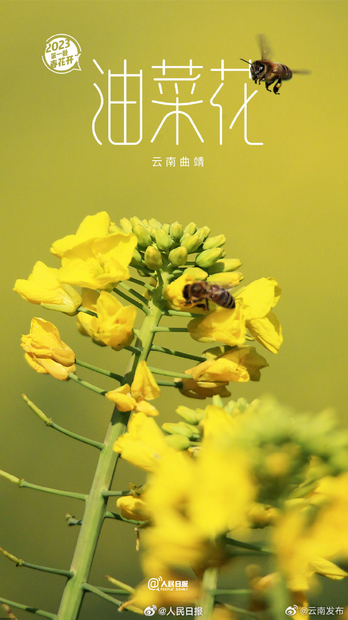 “云南发布”微博