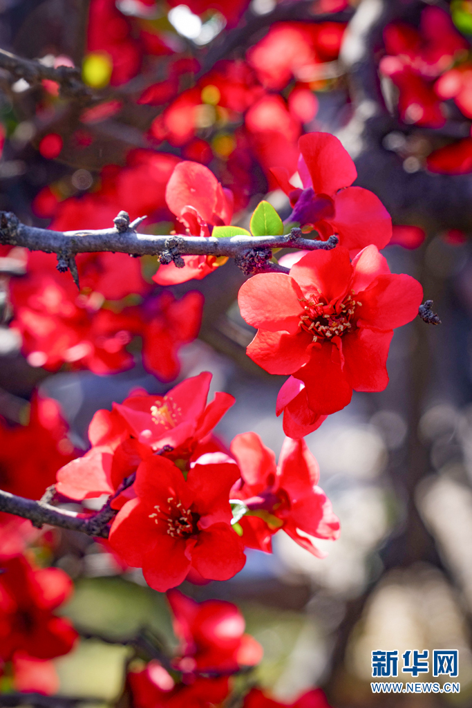云南省文化和旅游厅