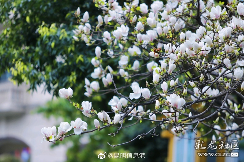 昆明信息港（微博）