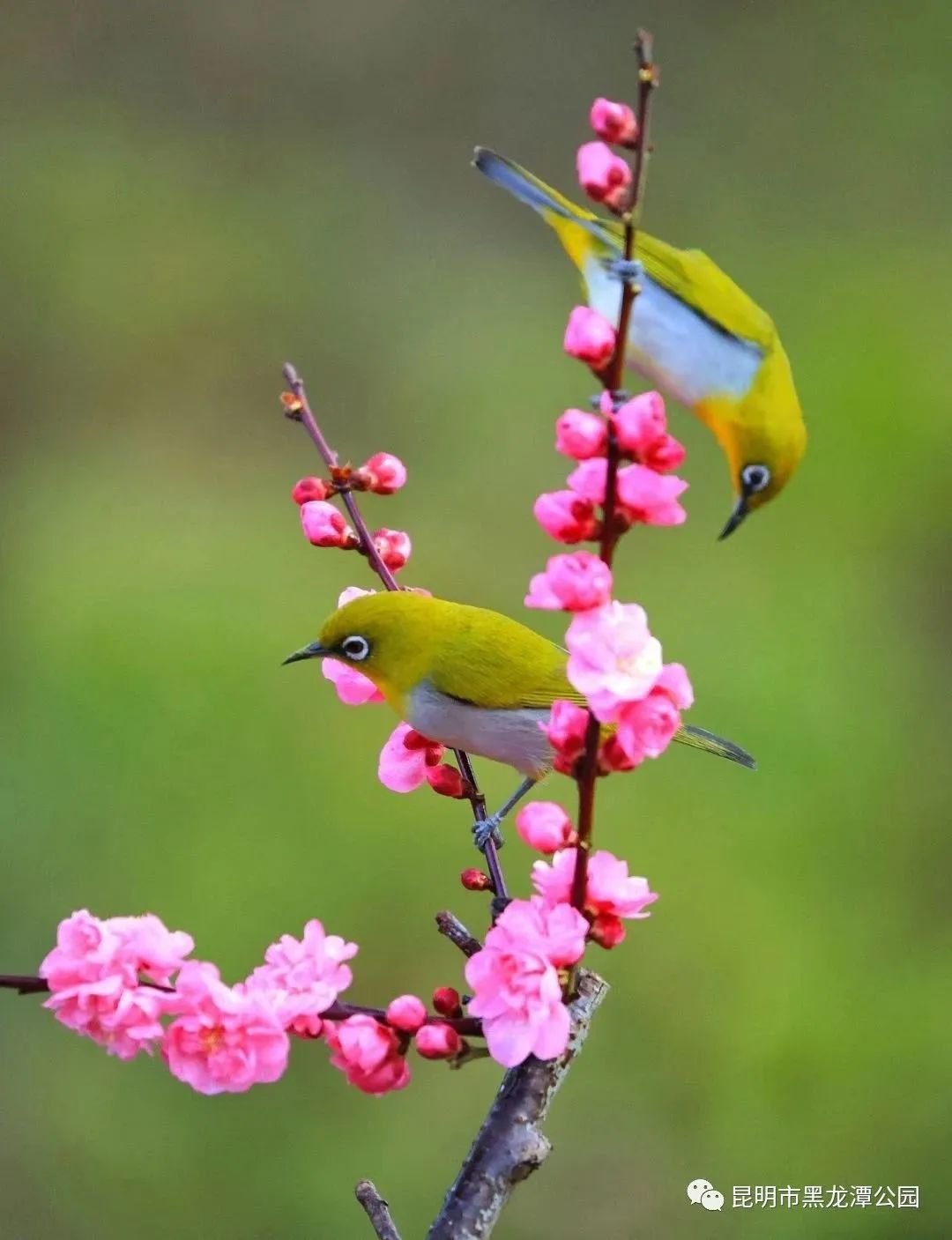 昆明市黑龙潭公园