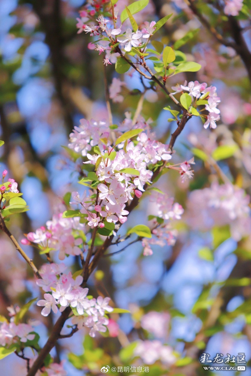昆明信息港（微博）