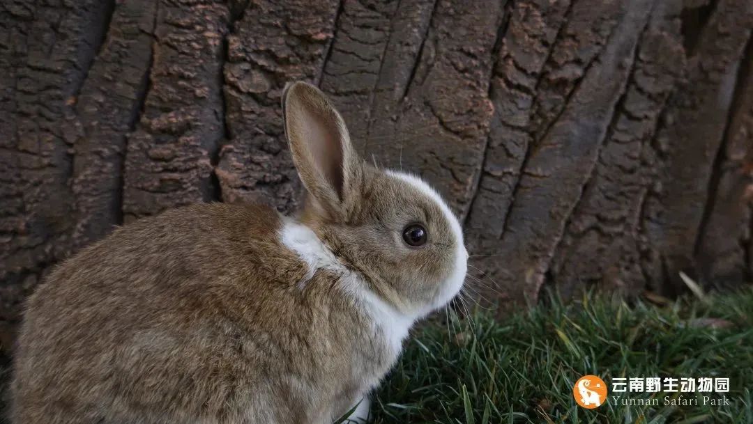 云南野生动物园