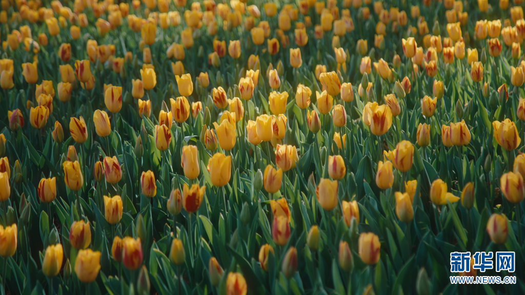 云南省文化和旅游厅