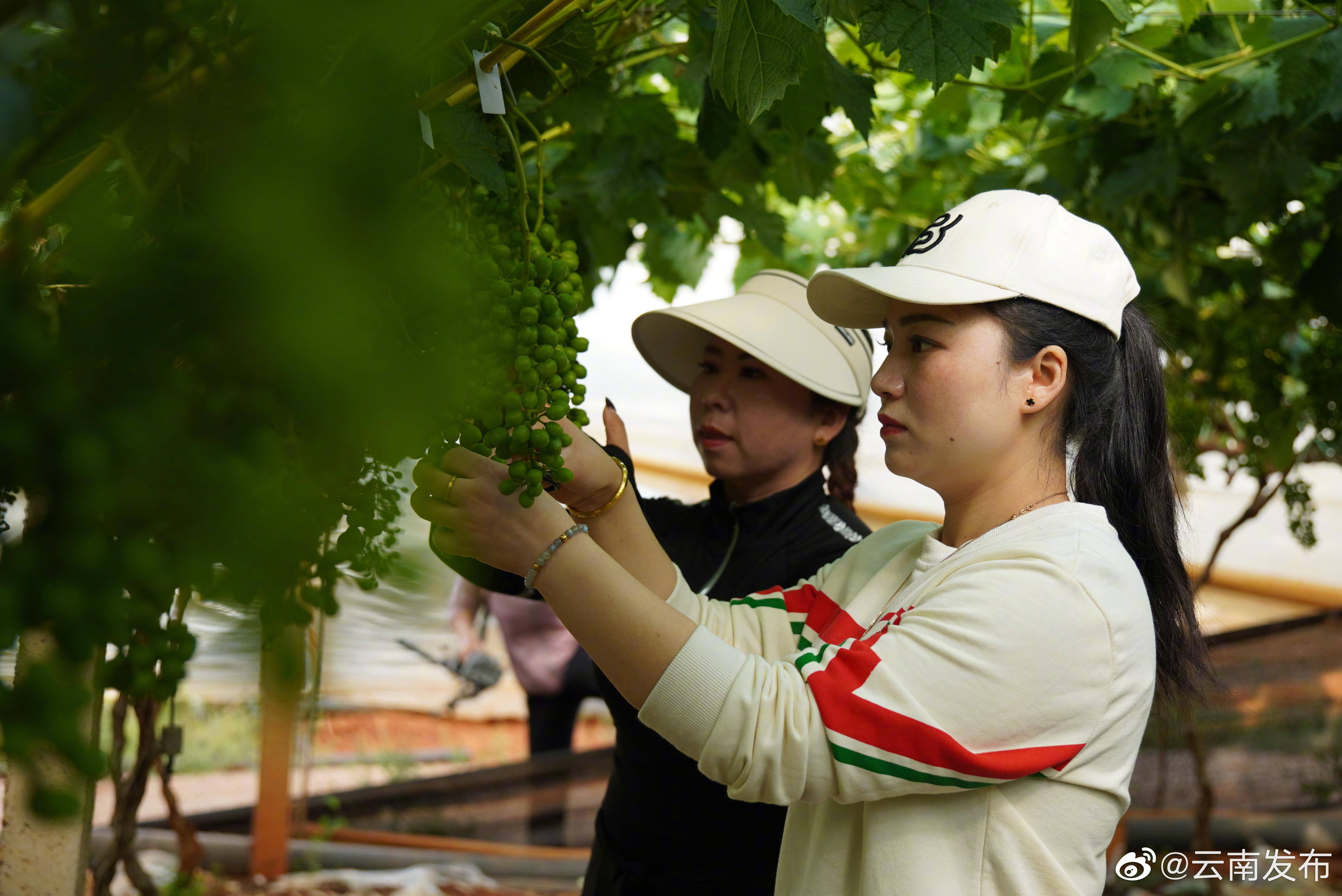 “云南发布”微博