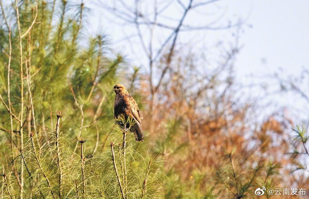 国家二级保护动物喜山鵟首次现身大山包