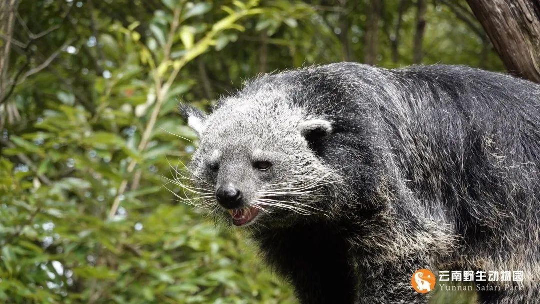 云南野生动物园