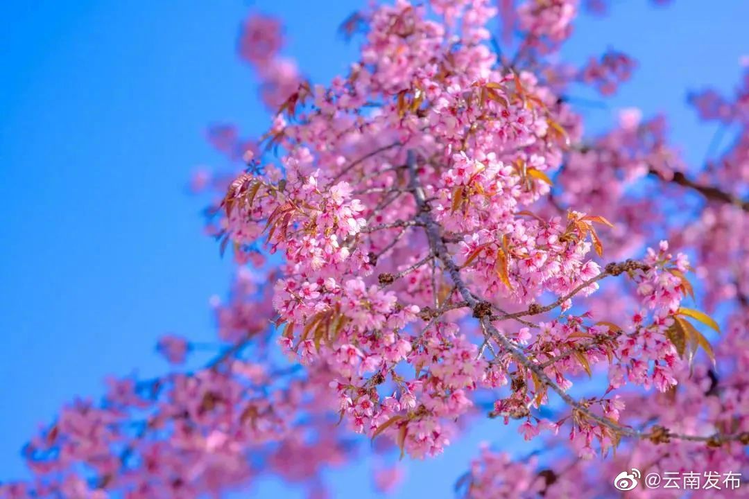 “云南发布”微博