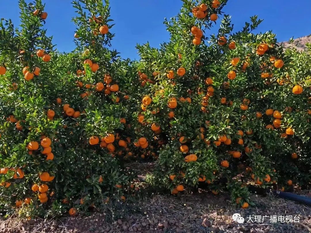 大理电视台