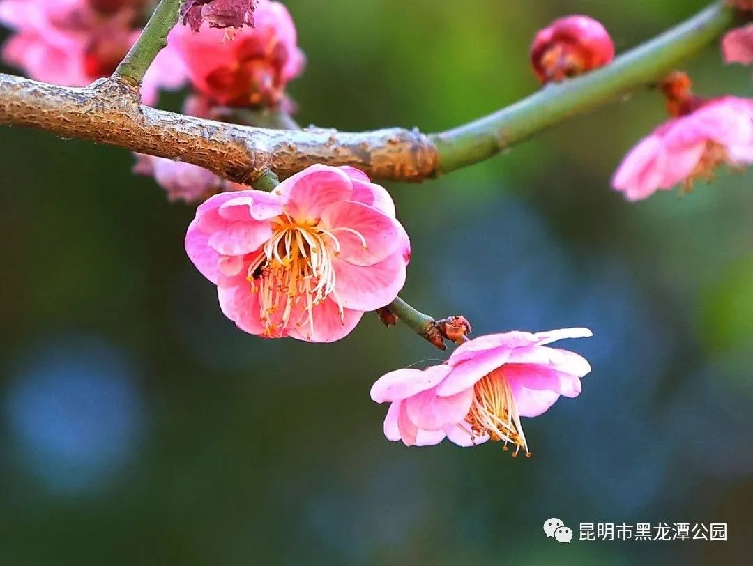 昆明市黑龙潭公园