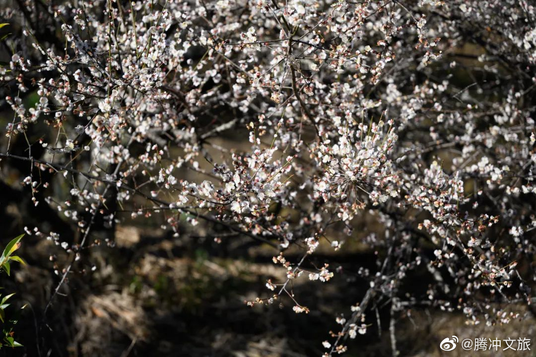 腾冲文旅微博