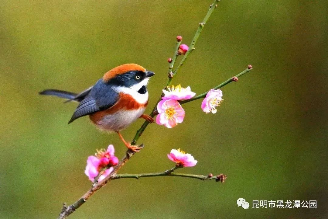 昆明市黑龙潭公园