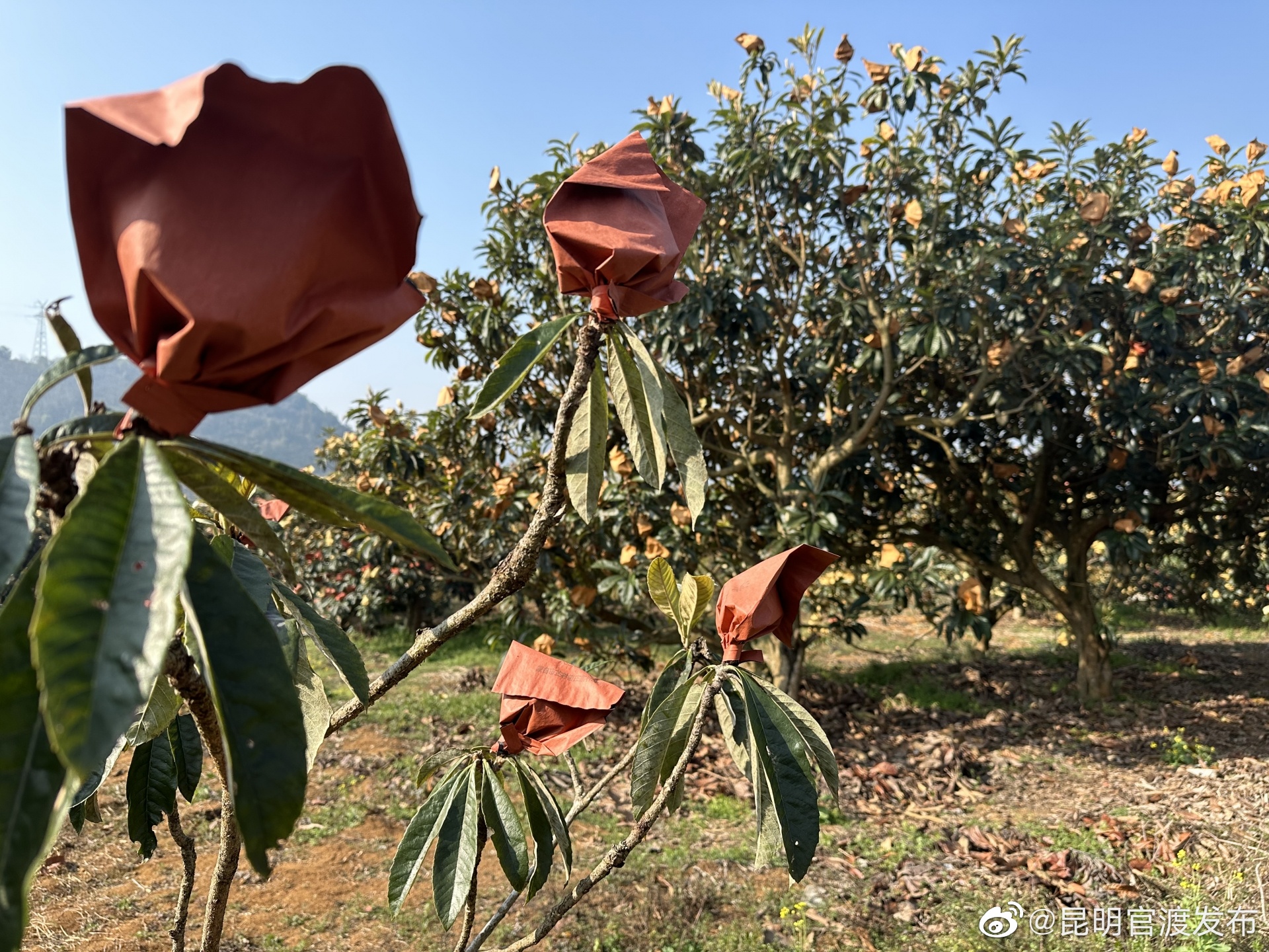 “昆明官渡发布”微博