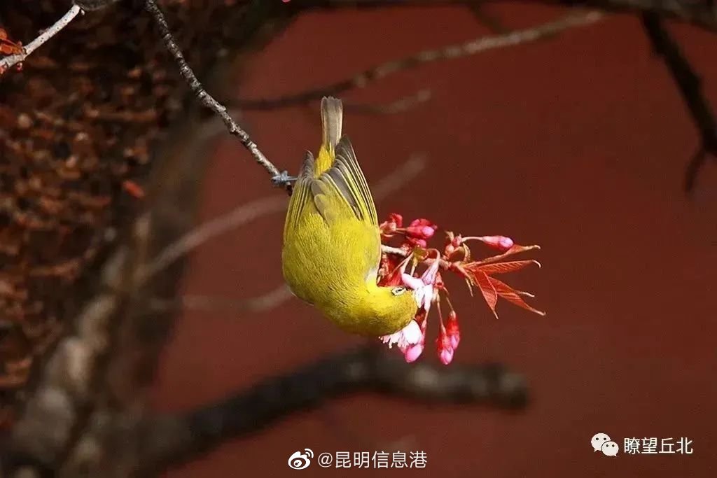 昆明信息港（微博）