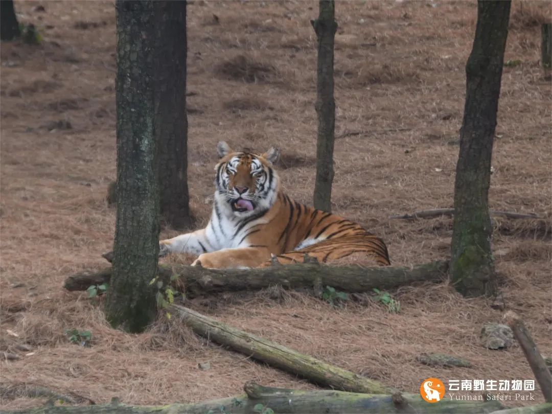 云南野生动物园