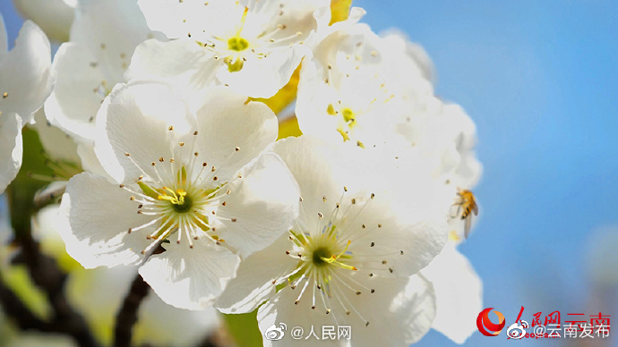 “云南发布”微博