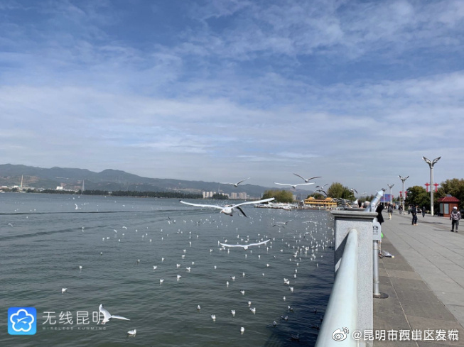 昆明拟制定文明观赏红嘴鸥的规定