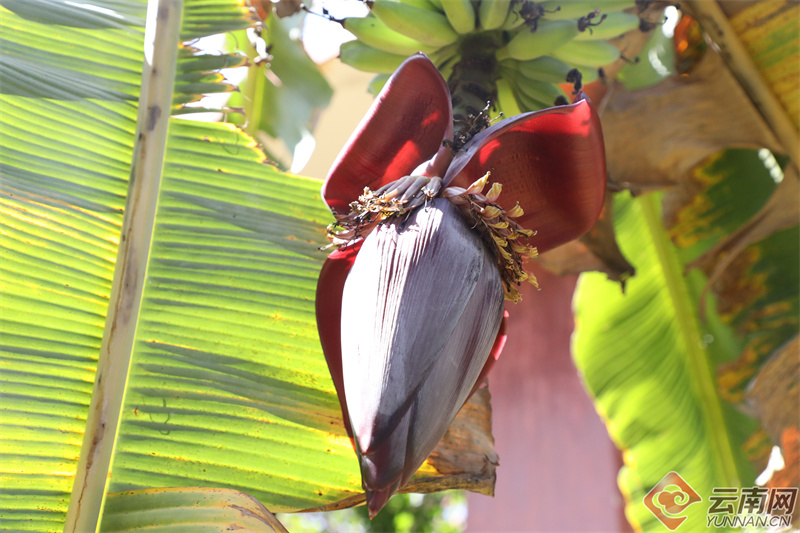 云南省文化和旅游厅