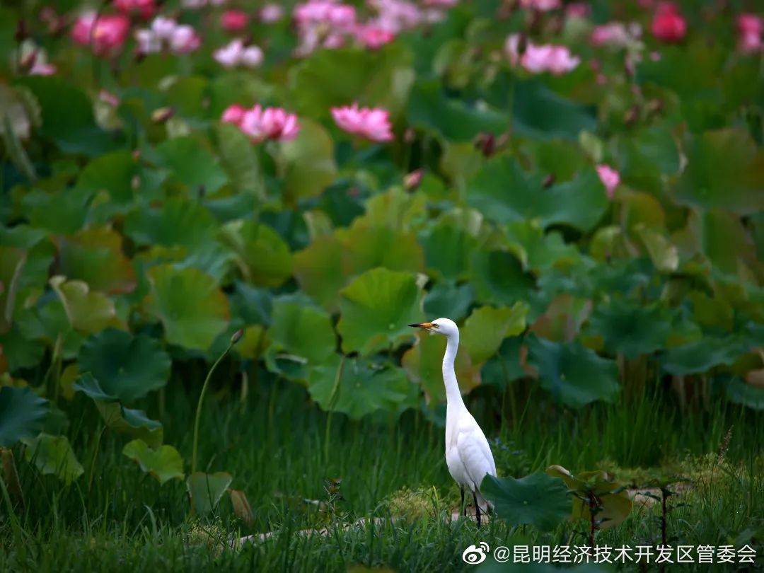 昆明经济技术开发区管委会