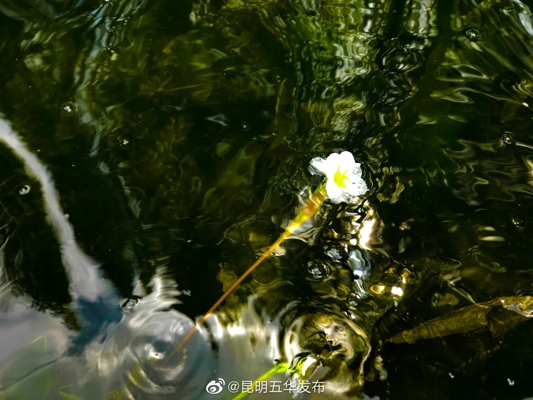 昆明五华发布